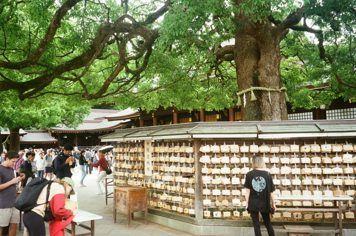 Wooden ema prayer plaques hanging under a great camphor tree at Meiji Jingu