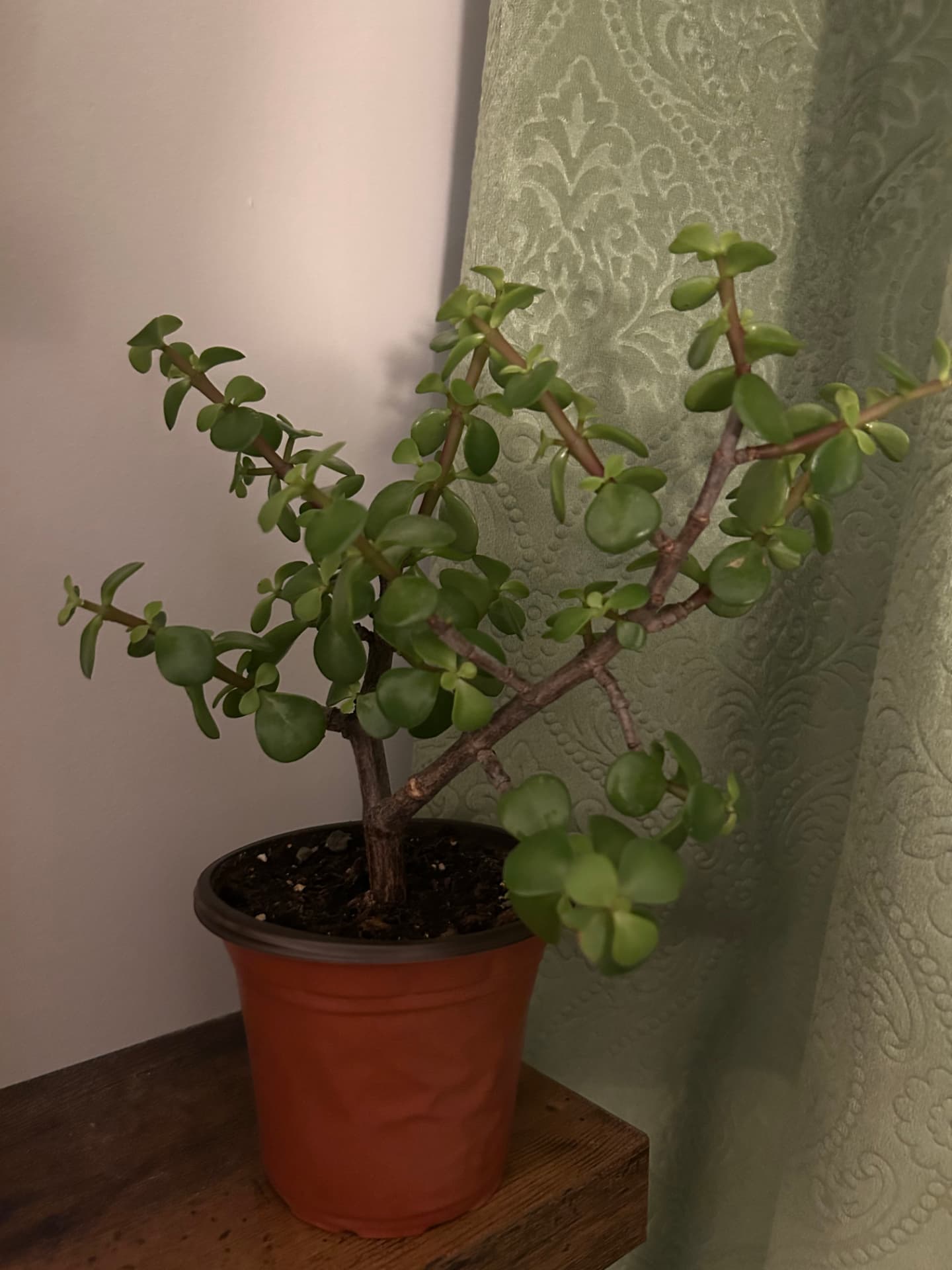 Elephant bush succulent in a terracotta pot