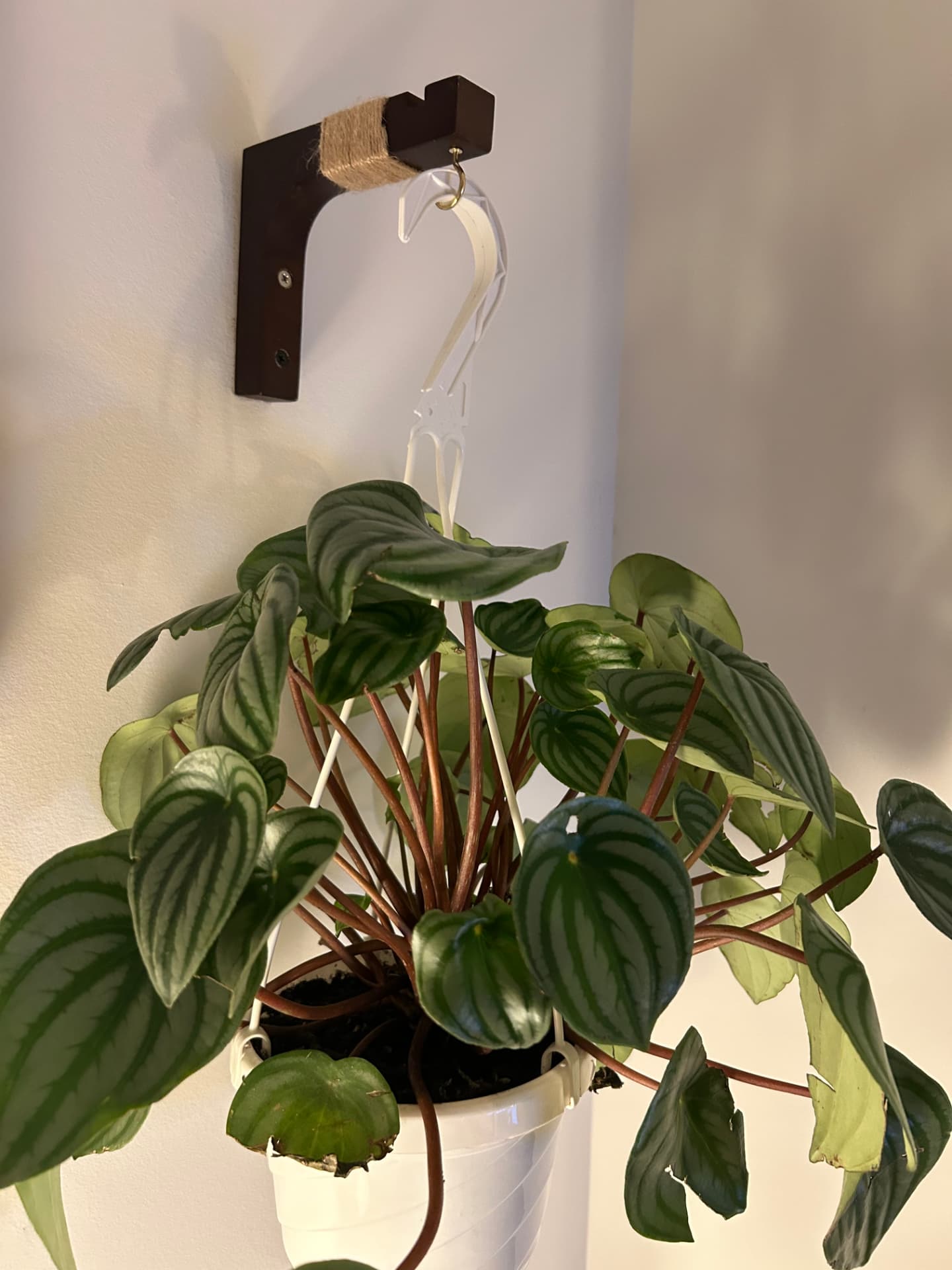 Watermelon peperomia hanging in a white pot