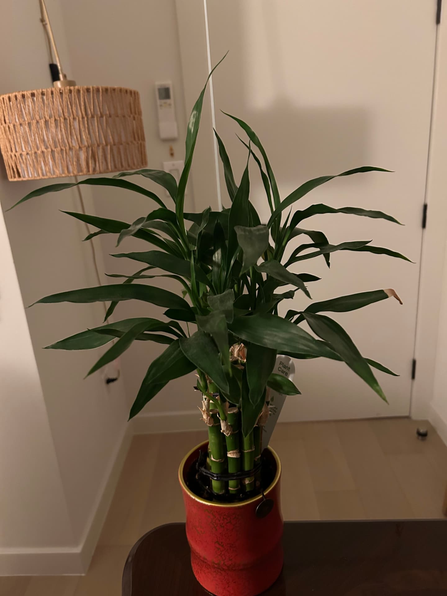 Lucky bamboo stalks in a red glazed pot