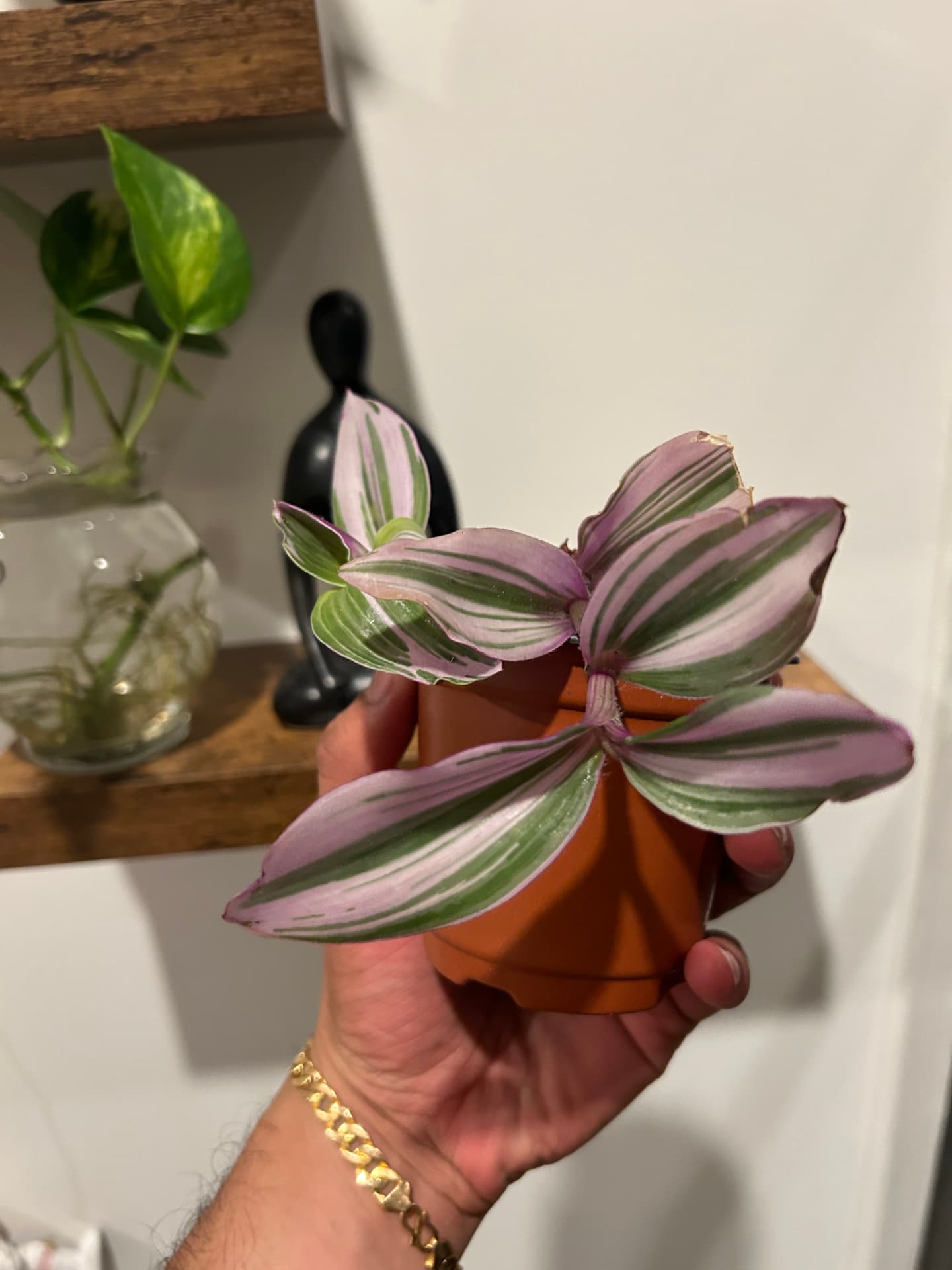Tradescantia Nanouk with pink and green striped leaves held in hand