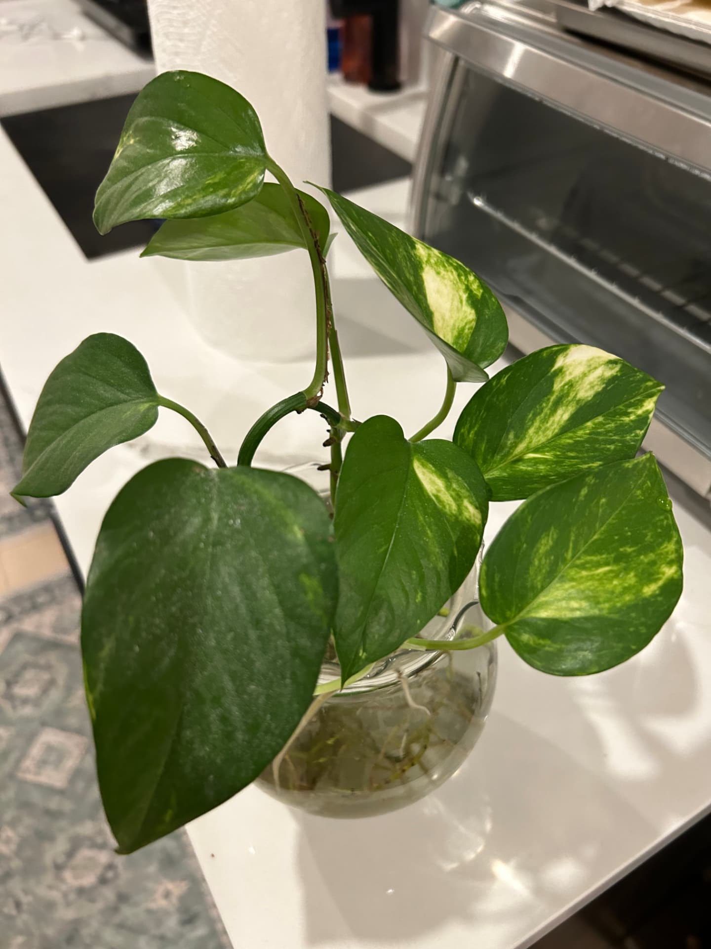 Golden pothos cutting rooting in a glass bowl of water