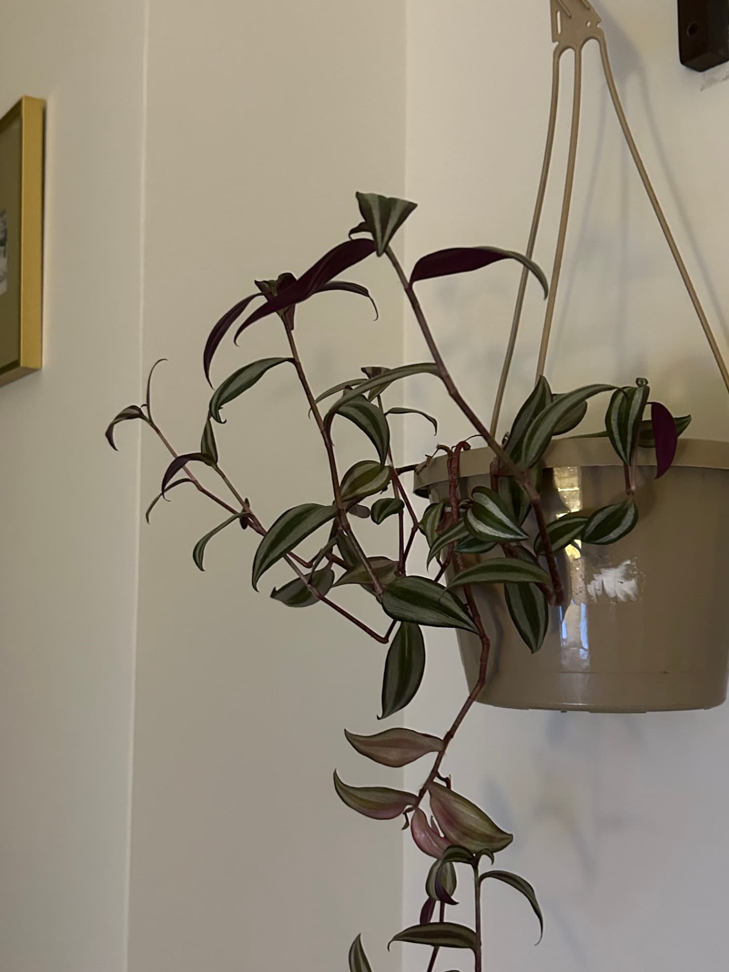 Tradescantia Zebrina trailing from a hanging pot