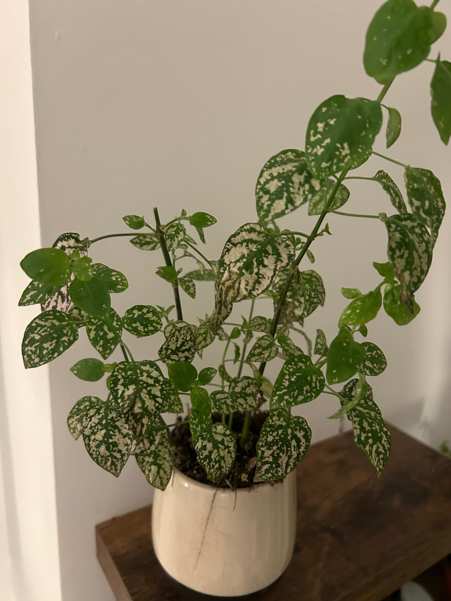 Polka dot plant with speckled white and green leaves