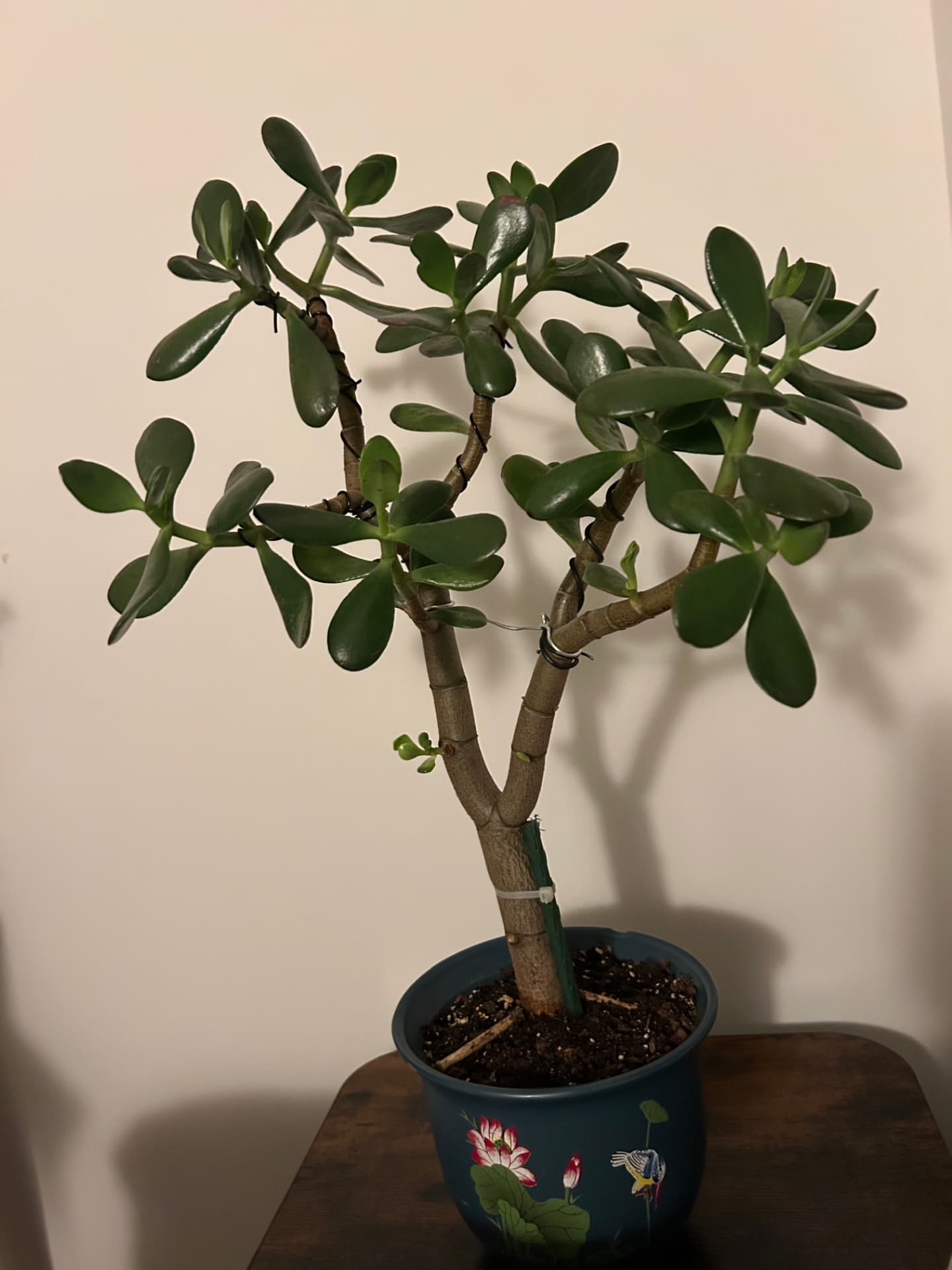 Jade plant trained as a bonsai in a blue lotus-painted pot