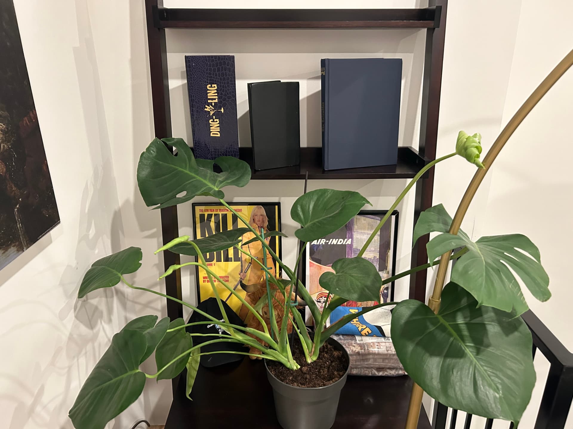 Monstera deliciosa in a grey pot beside a bookshelf