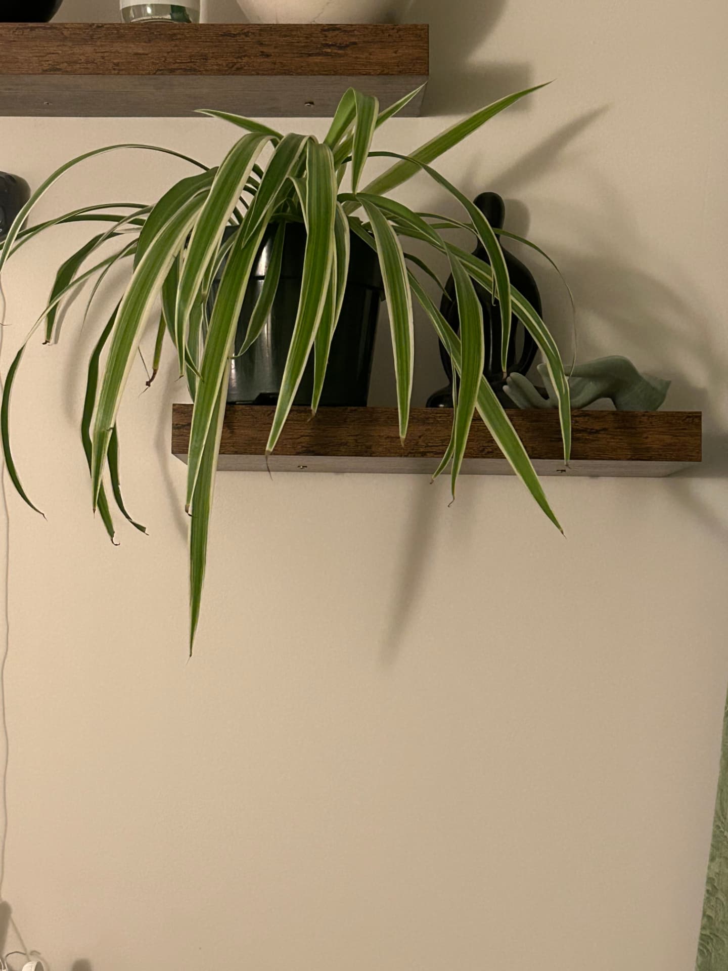 Spider plant trailing off a wooden wall shelf